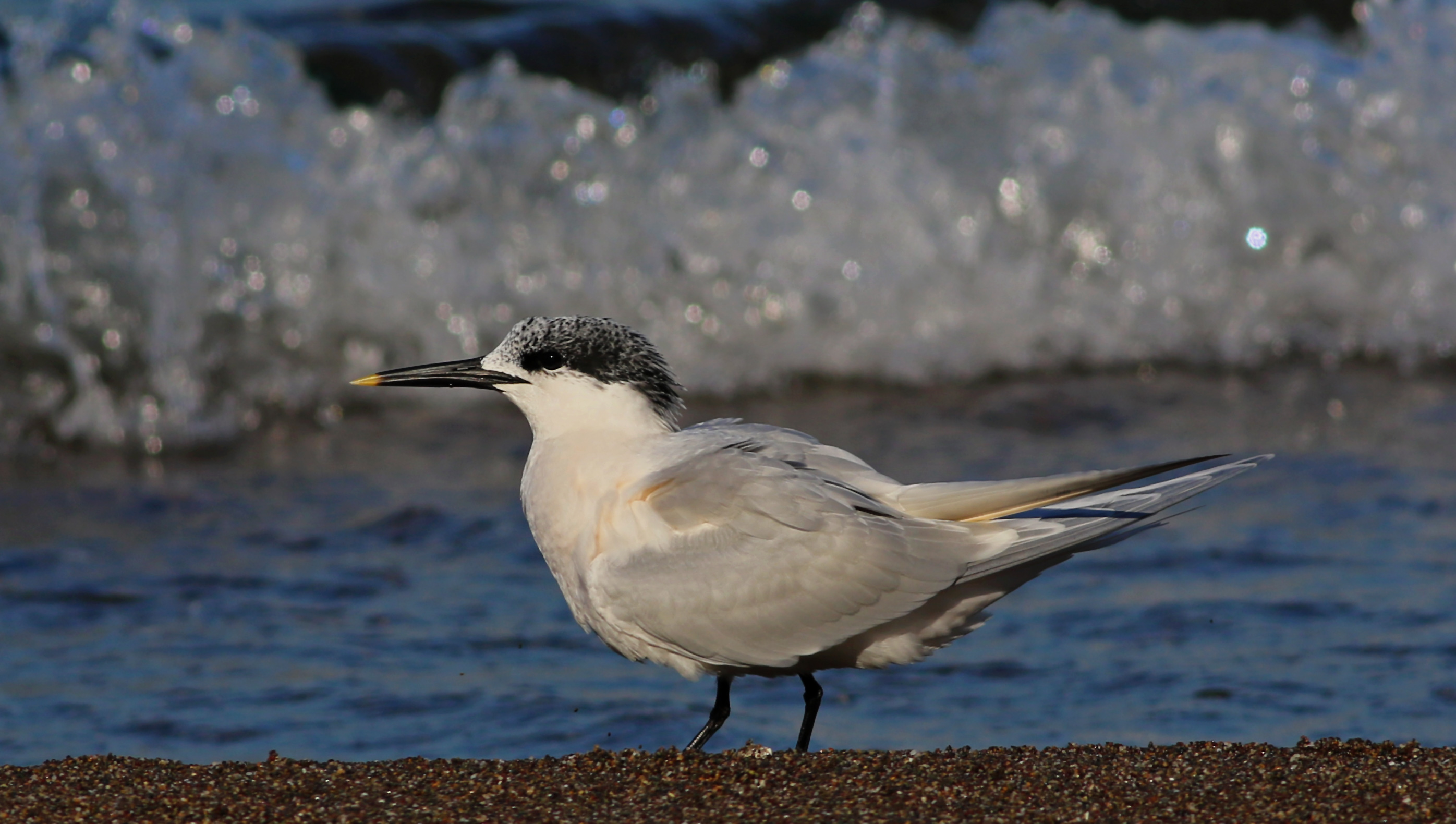 Sandwich Tern